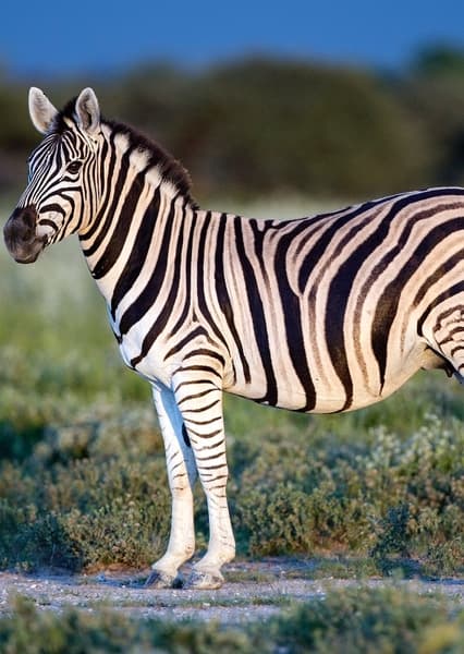 Plains Zebra