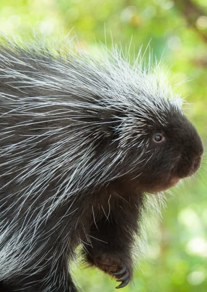 Porcupine