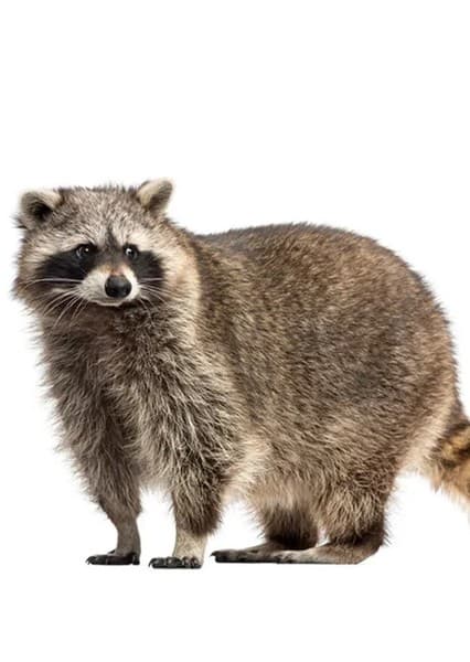 Raccoon