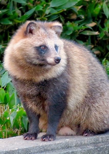 Raccoon Dog