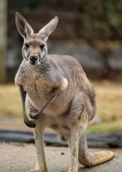 Red Kangaroo