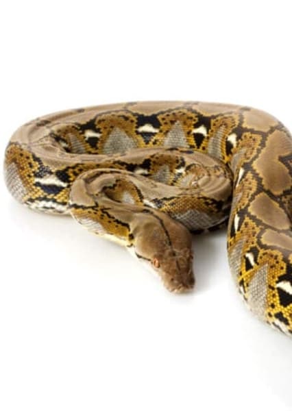 Reticulated Python