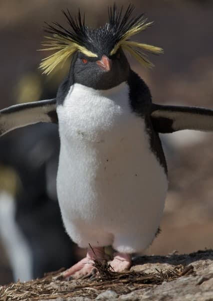 Rockhopper Penguin