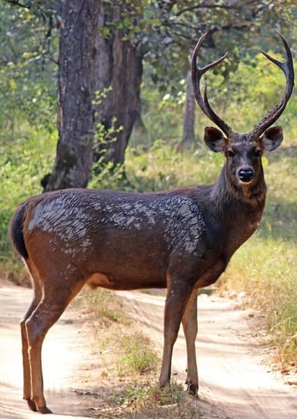 Sambar Deer