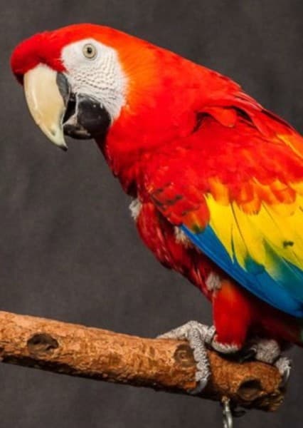 Scarlet Macaw