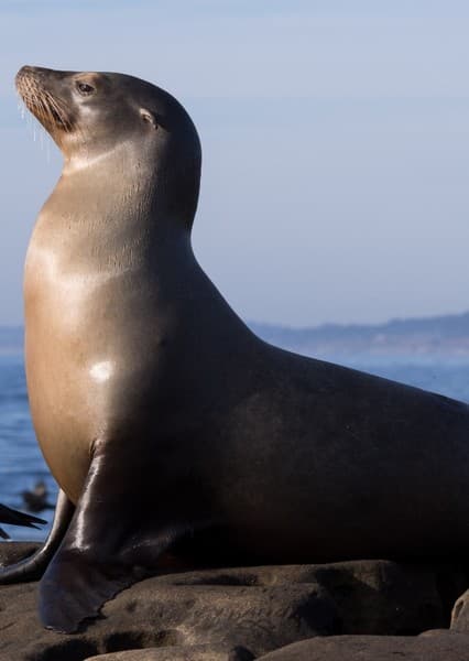 Sea Lion