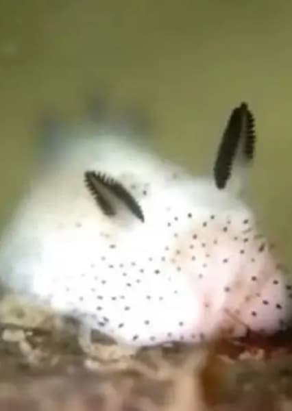 Sea Slug