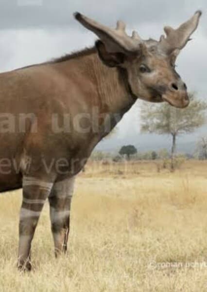 Sivatherium Giganteum