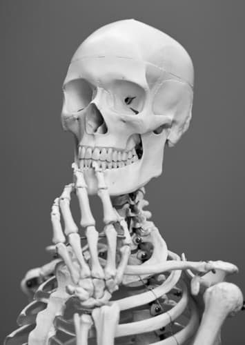 Skeleton