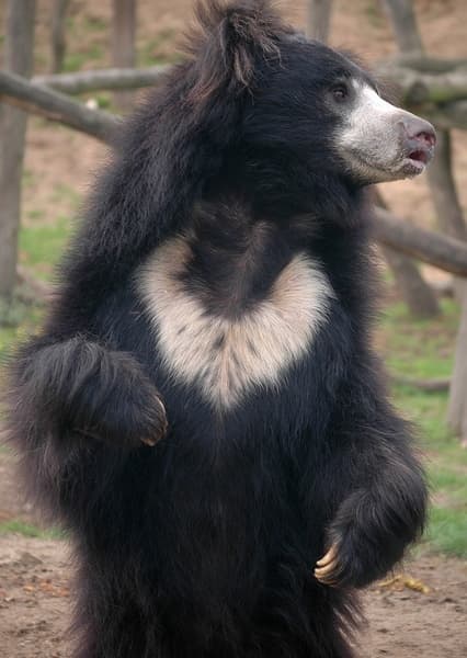 Sloth Bear