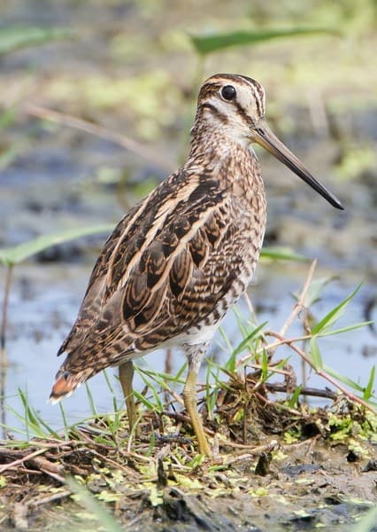 Snipe