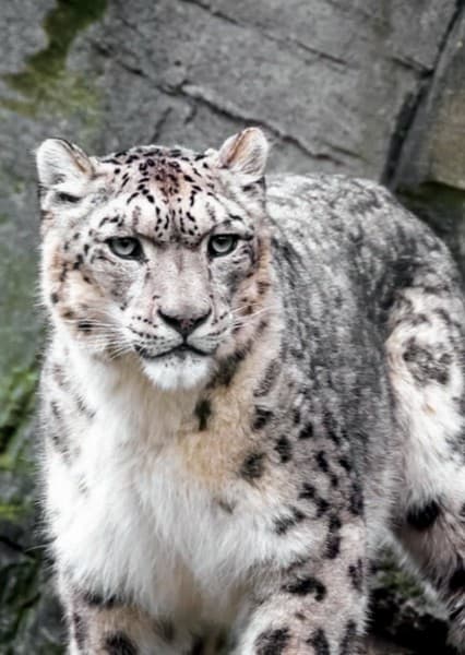 Snow Leopard