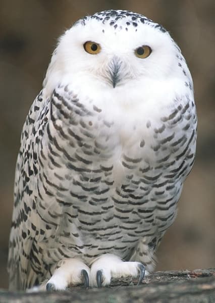 Snowy Owl