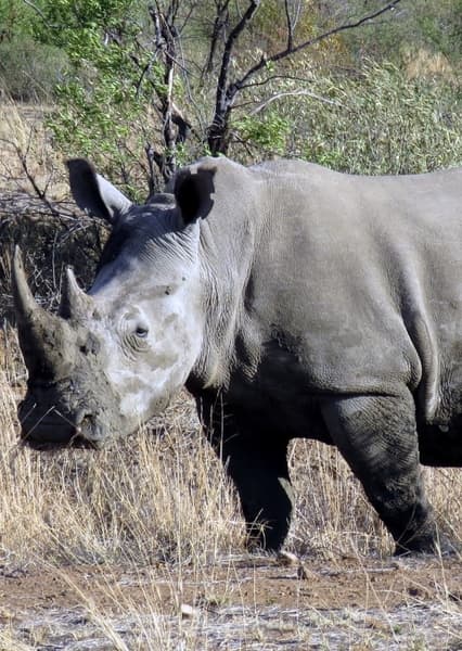 Southern White Rhinoceros