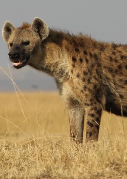 Spotted Hyena