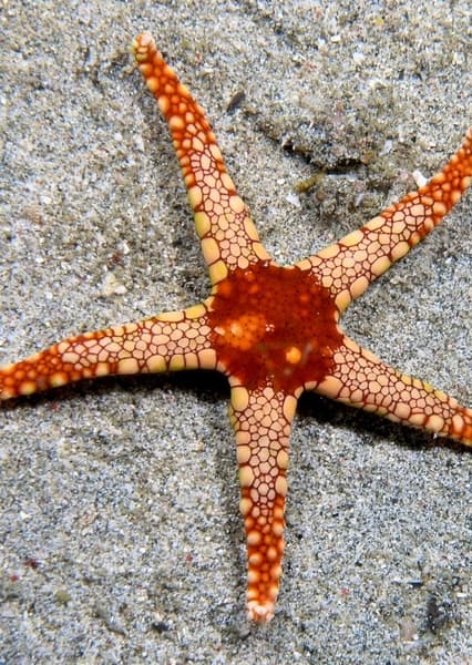 Starfish
