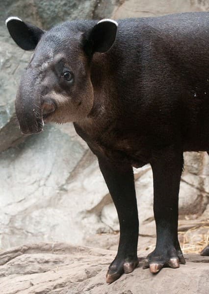 Tapir