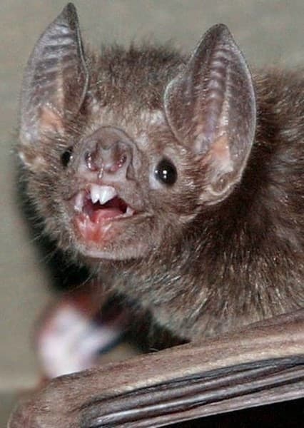 Vampire Bat