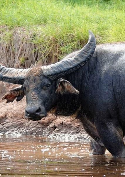 Water Buffalo