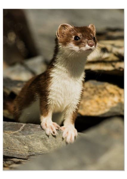 Weasel