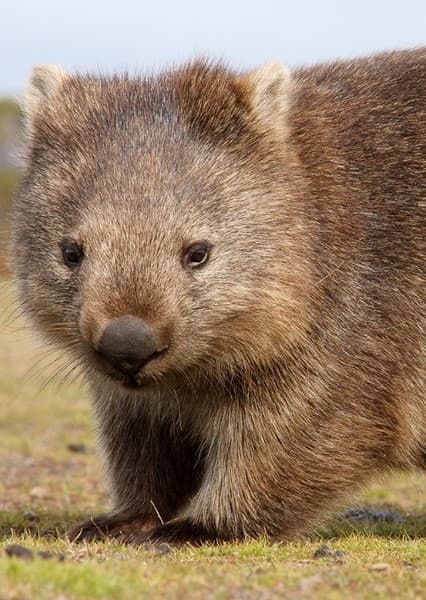 Wombat