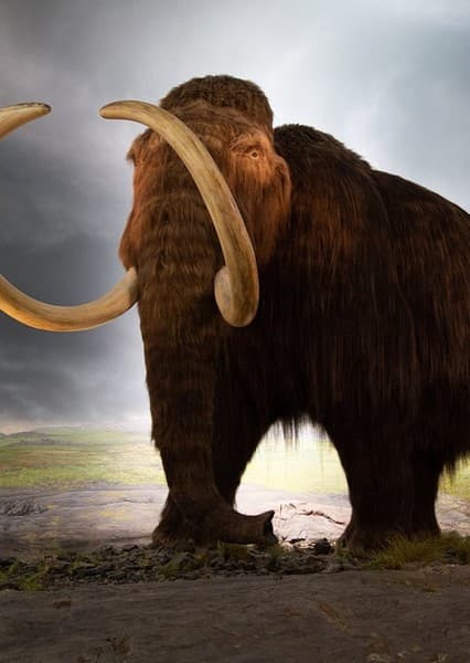 Woolly Mammoth