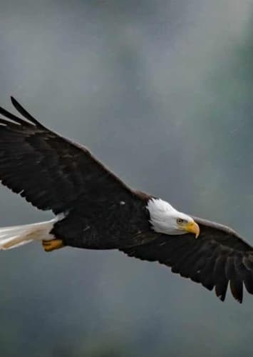 Bald Eagle