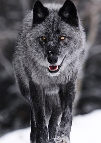 Wolf