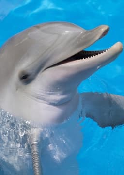 Dolphin