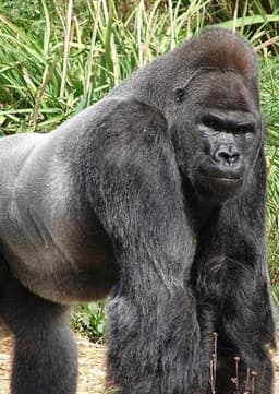Gorilla