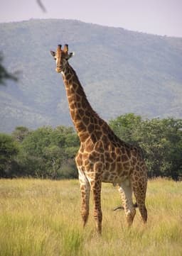 Giraffe