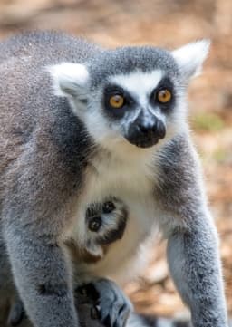 Lemur