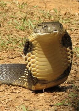 King Cobra