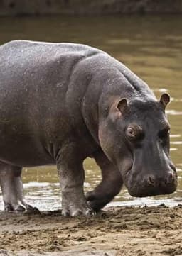 Hippo