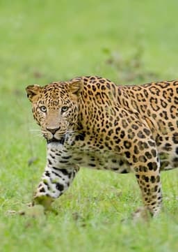 Leopard