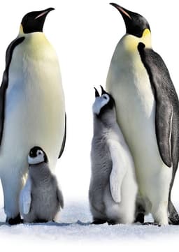Emperor Penguin