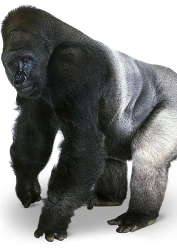 Gorilla