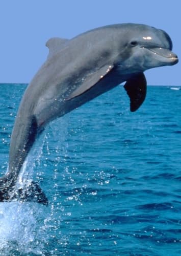 Dolphin
