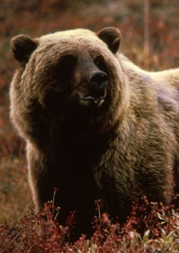 Grizzly Bear