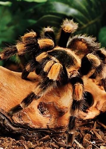 Tarantula