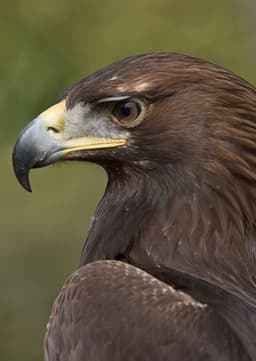 Golden Eagle