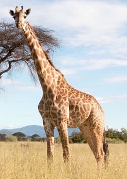 Giraffe