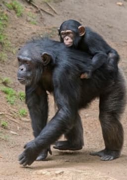 Chimpanzee