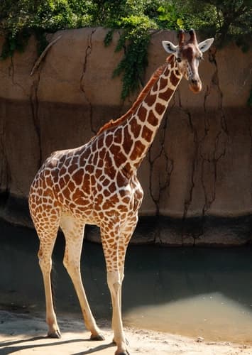 Giraffe