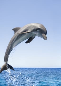 Dolphin