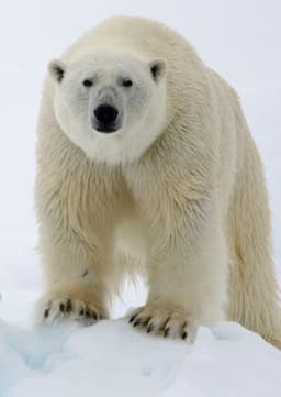 Polar Bear