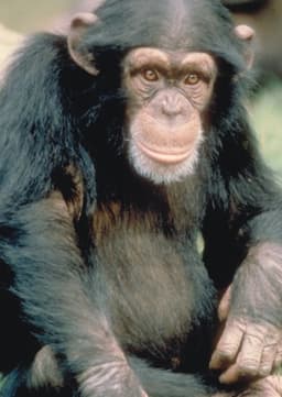 Chimpanzee