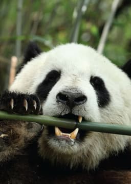 Giant Panda