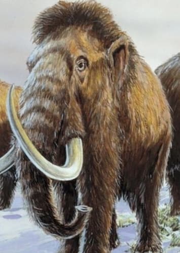 Mummuthus / Woolly Mammoth
