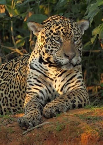Jaguar